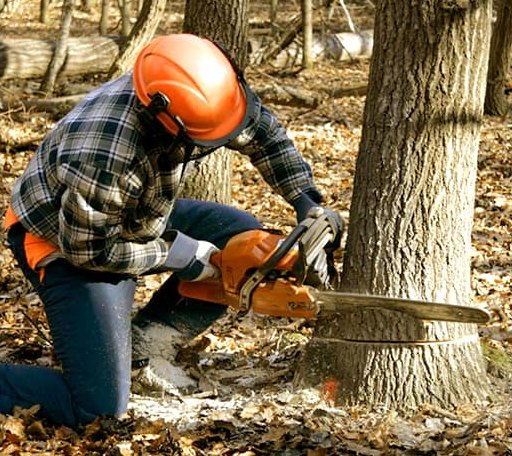 Tree Removal in Robbins, CA